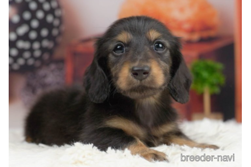 成約済の千葉県のミニチュアダックスフンド(ロングヘアード)-227646の3枚目